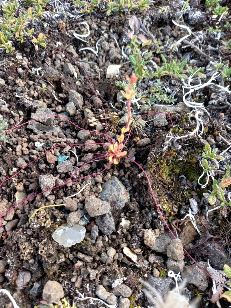 Saxifraga flagellaris subsp. setigera