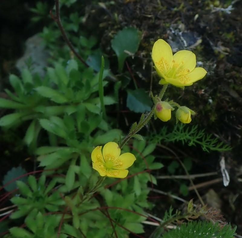 Saxifraga flagellaris subsp. setigera photo 2