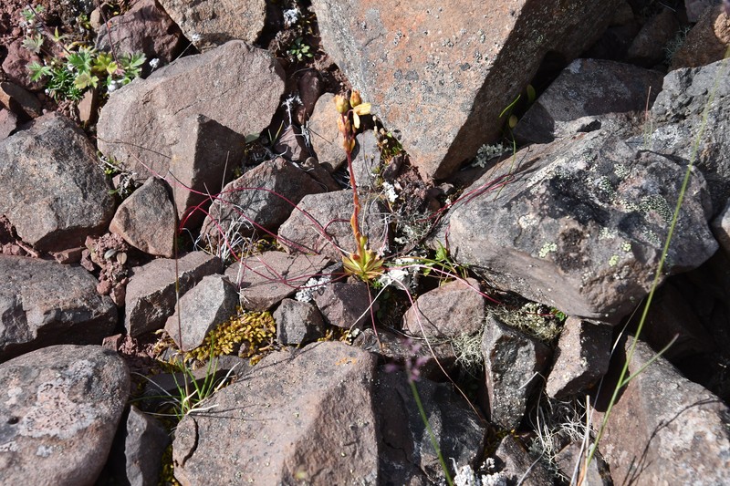 Saxifraga flagellaris subsp. setigera photo 3