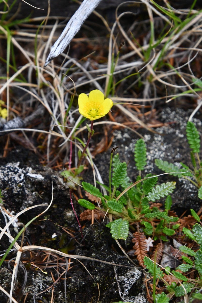 Saxifraga flagellaris subsp. setigera photo 4