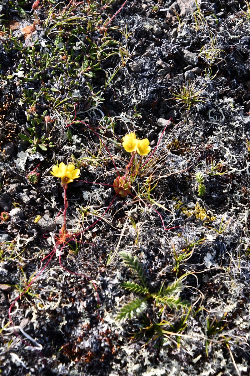 Saxifraga flagellaris subsp. setigera photo 5