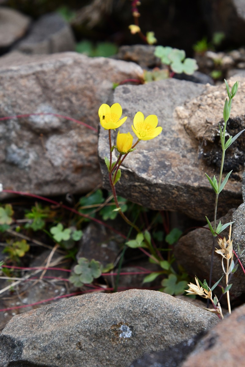 Saxifraga flagellaris subsp. setigera photo 6