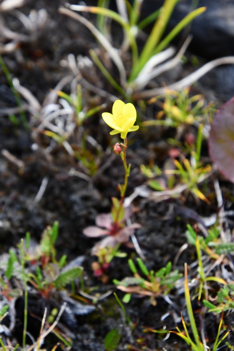 Saxifraga flagellaris subsp. setigera photo 7