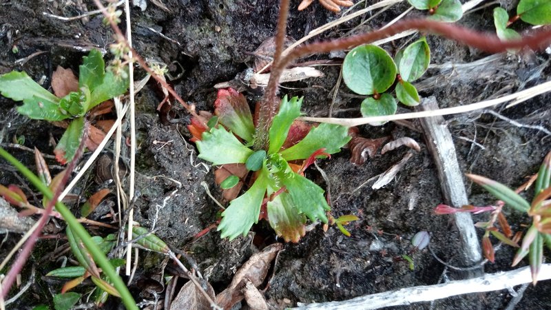 Leafystem Saxifrage photo 2