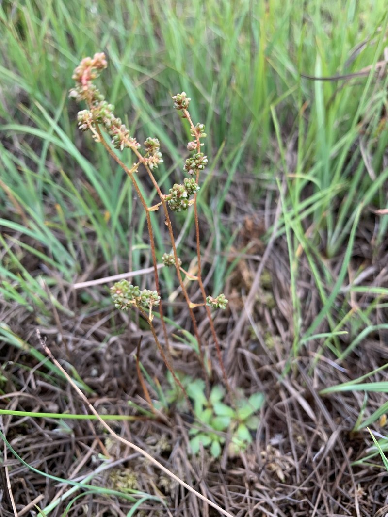 Leafystem Saxifrage photo 3