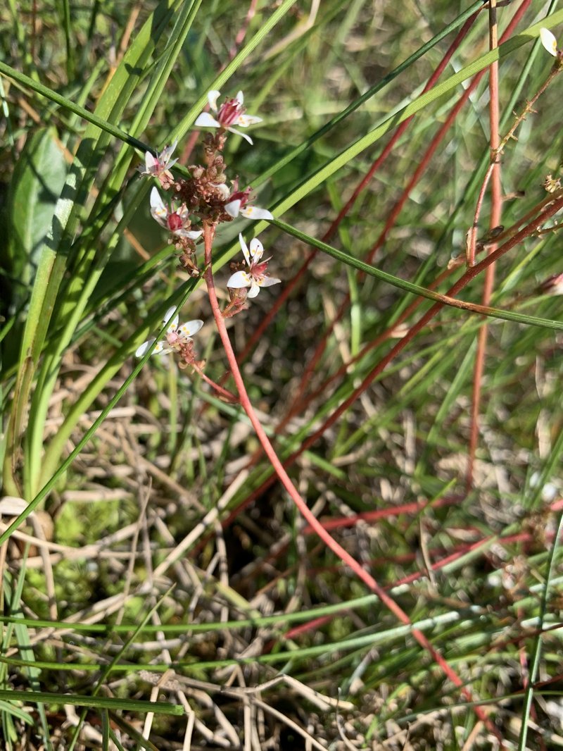 Leafystem Saxifrage photo 4