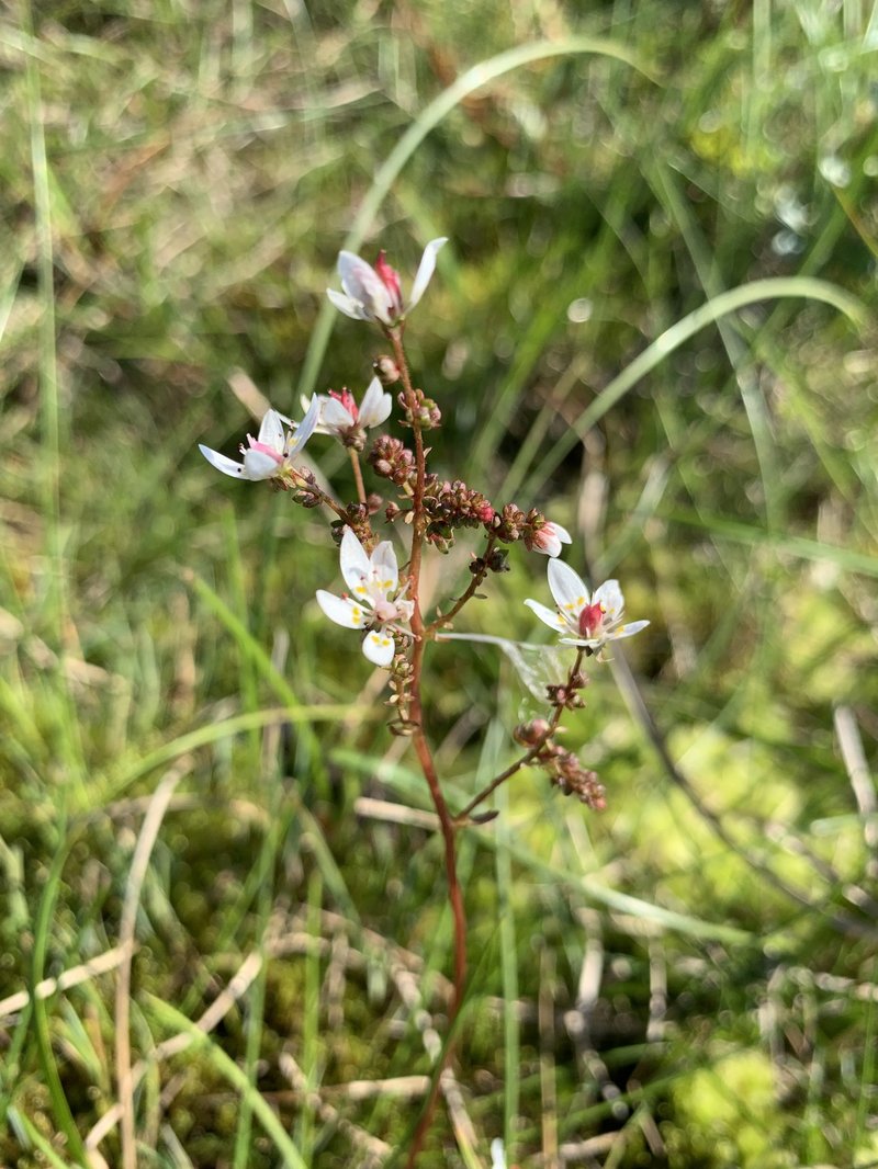 Leafystem Saxifrage