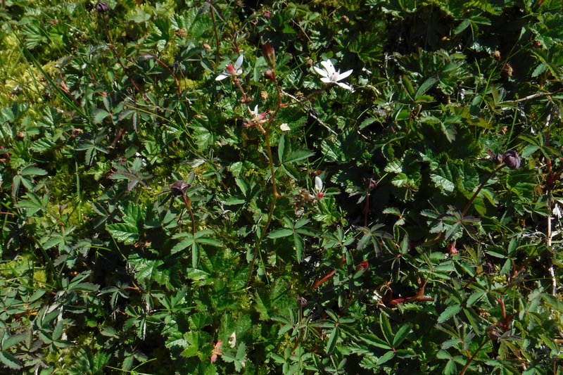 Leafystem Saxifrage photo 5