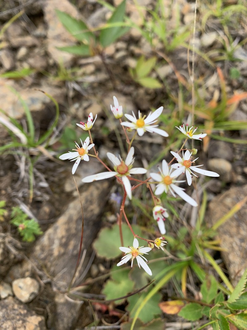 Saxifraga fortunei var. alpina photo 2