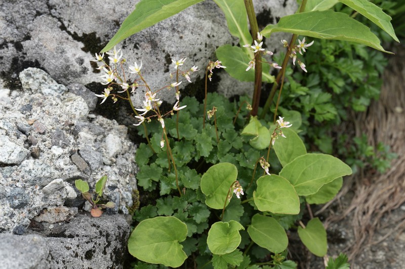 Saxifraga fortunei var. alpina photo 3
