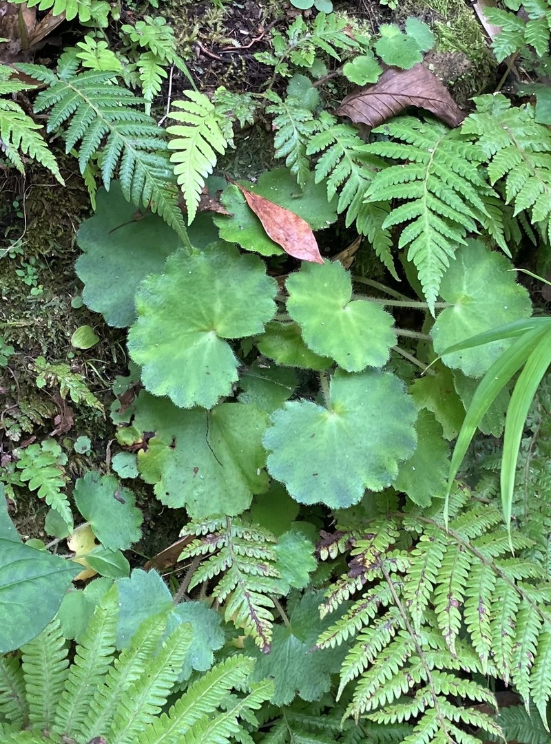 Saxifraga fortunei var. alpina photo 4