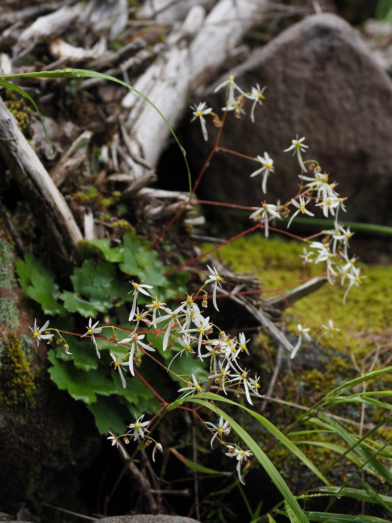 Saxifraga fortunei var. alpina photo 5