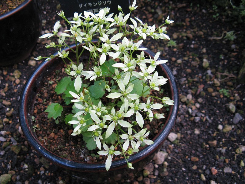 Saxifraga fortunei var. alpina