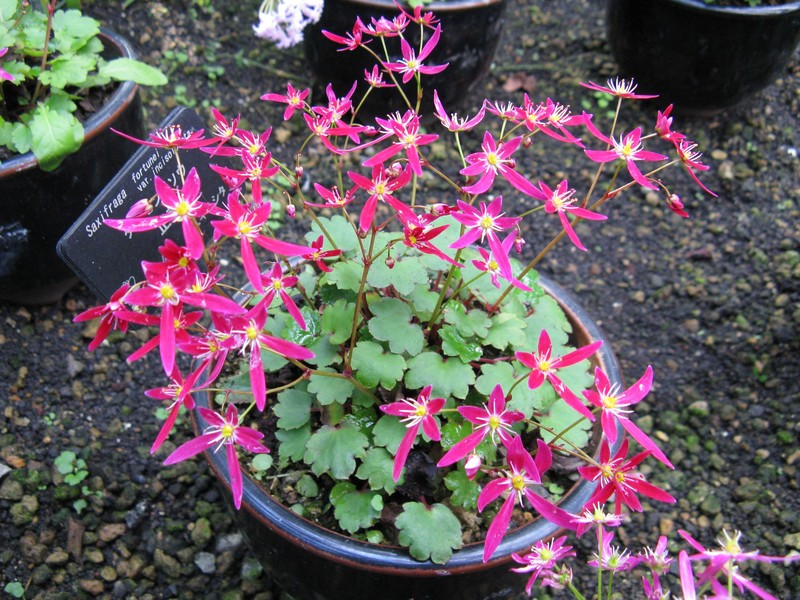 Saxifraga fortunei var. alpina photo 6