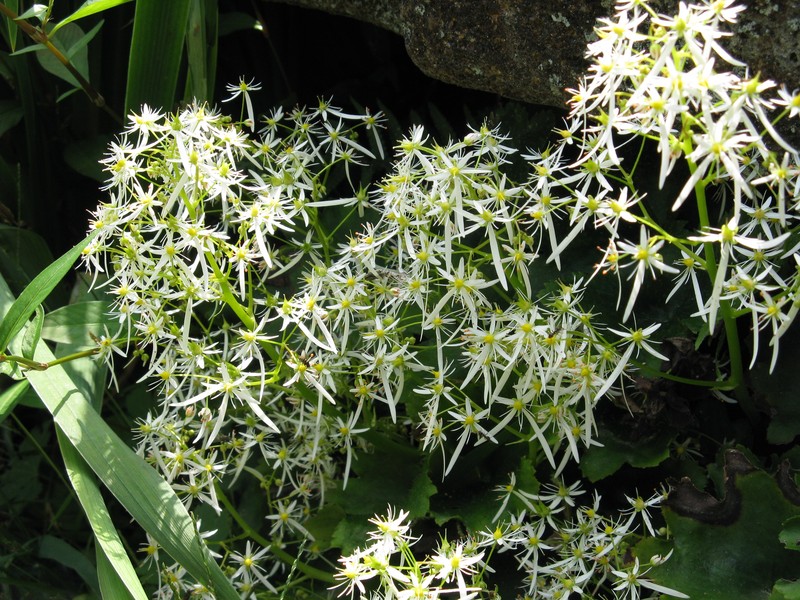 Saxifraga fortunei var. alpina photo 7