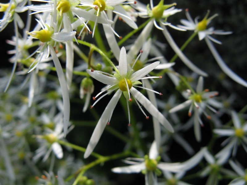 Saxifraga fortunei var. alpina photo 8