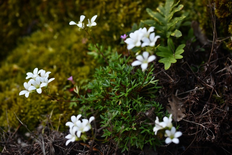Saxifraga fragilis subsp. fragilis