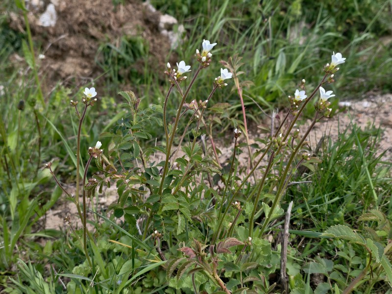 Saxifraga granulata subsp. granulata