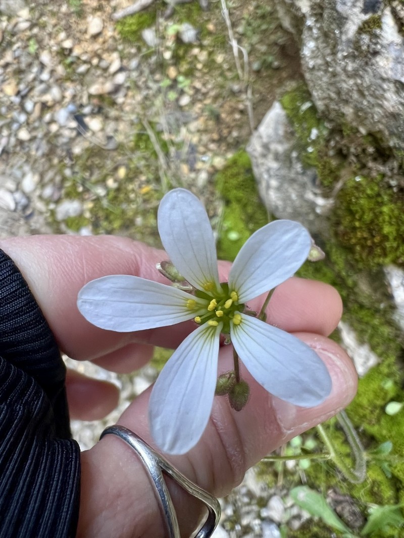 Saxifraga granulata subsp. granulata photo 2