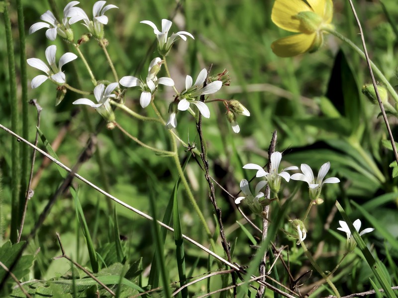Saxifraga granulata subsp. granulata photo 3