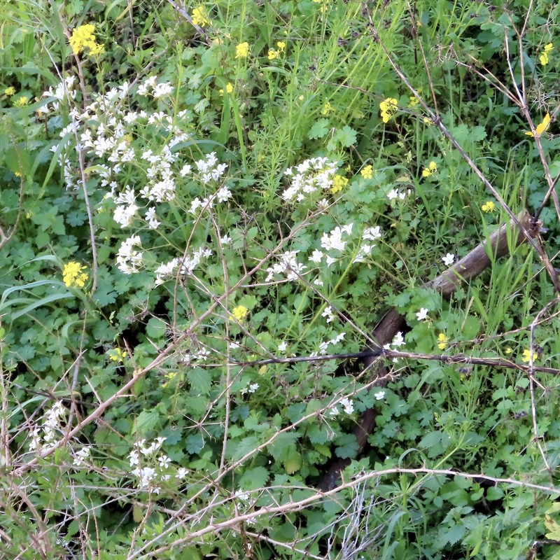 Saxifraga granulata subsp. granulata photo 4