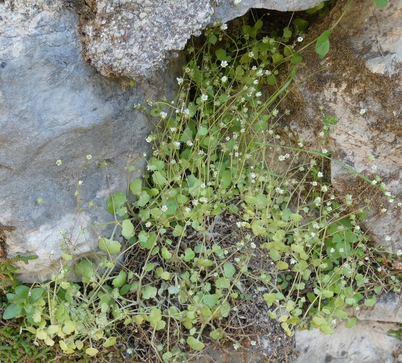 Saxifraga hederacea var. hederacea