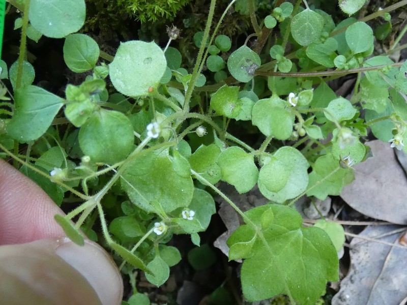 Saxifraga hederacea var. hederacea photo 2