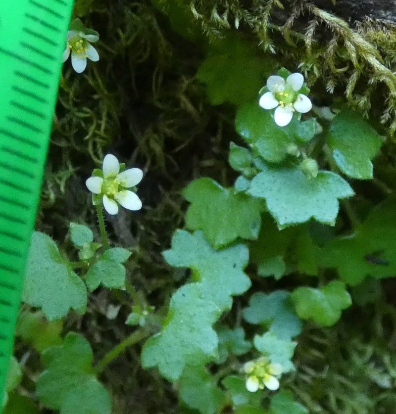 Saxifraga hederacea var. scotophila