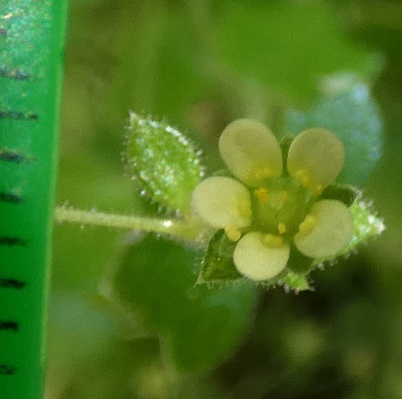 Saxifraga hederacea var. scotophila photo 2