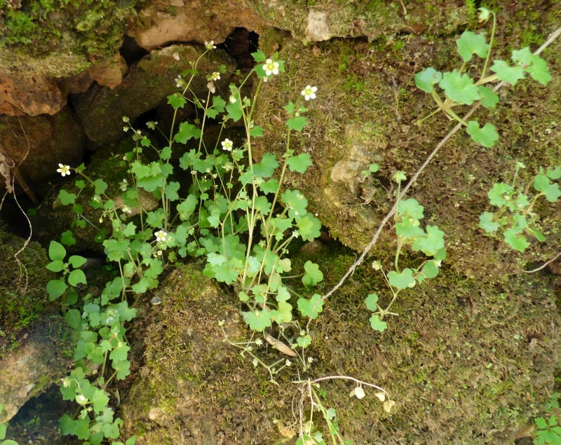 Saxifraga hederacea var. scotophila photo 3