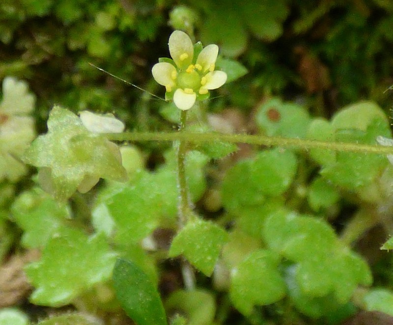 Saxifraga hederacea var. scotophila photo 4