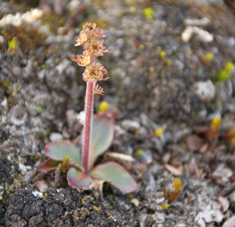 Stiffstem Saxifrage photo 7