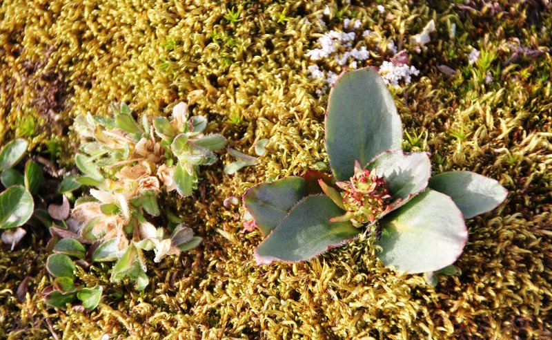 Stiffstem Saxifrage photo 8