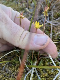 Yellow Marsh Saxifrage