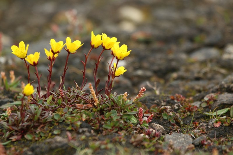 Yellow Marsh Saxifrage photo 2