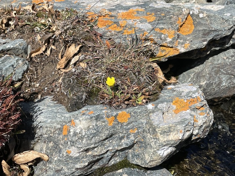 Yellow Marsh Saxifrage photo 3