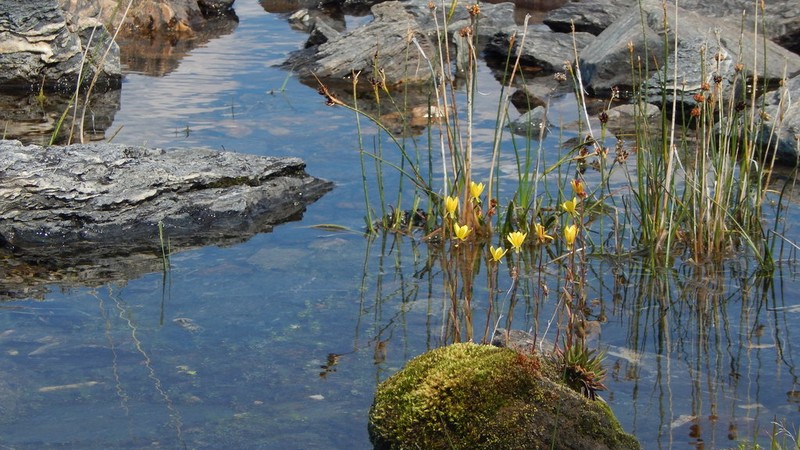 Yellow Marsh Saxifrage photo 4