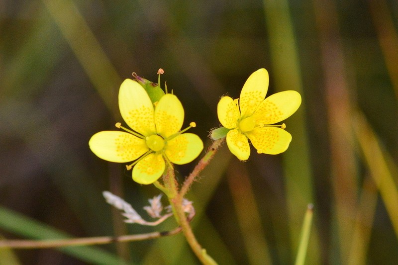 Yellow Marsh Saxifrage photo 5