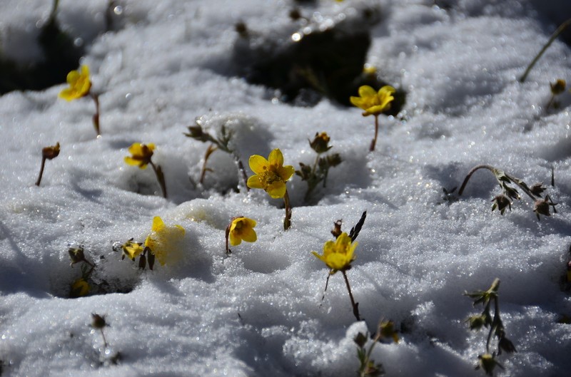 Yellow Marsh Saxifrage photo 6