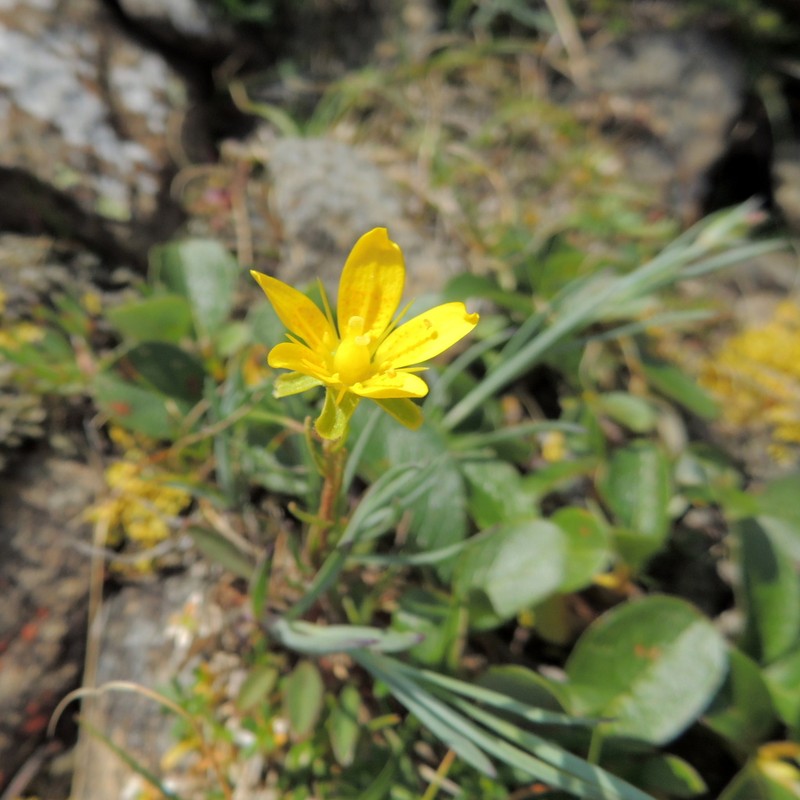 Yellow Marsh Saxifrage photo 7