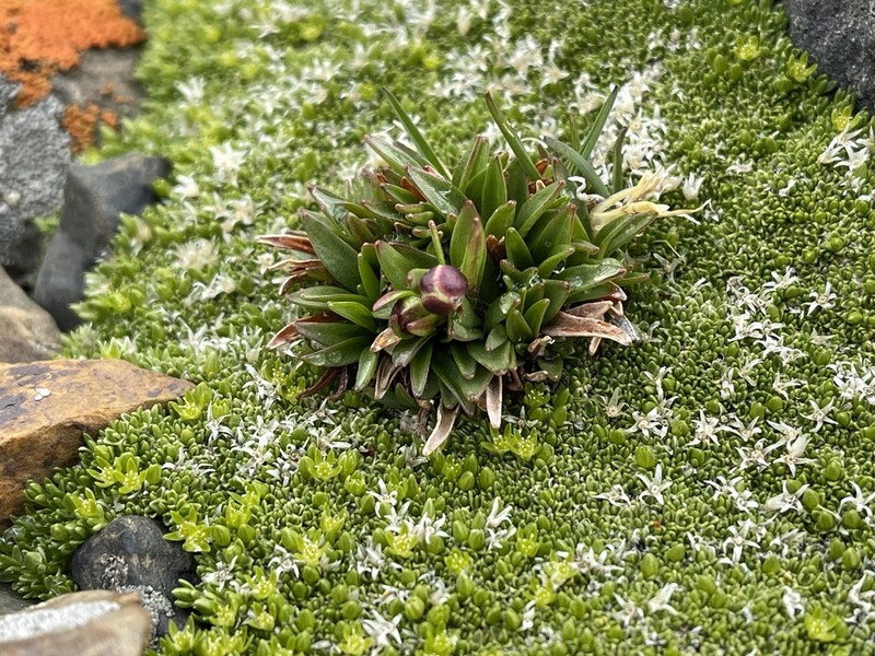 Yellow Marsh Saxifrage photo 8