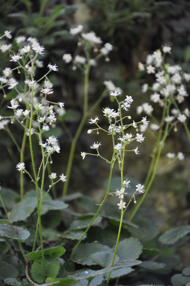 Saifraga hirsuta