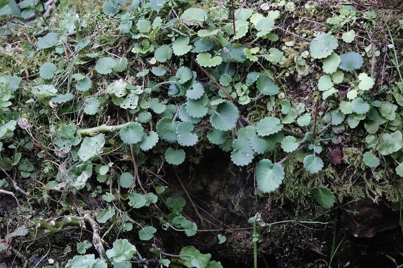 Saxifraga hirsuta subsp. hirsuta