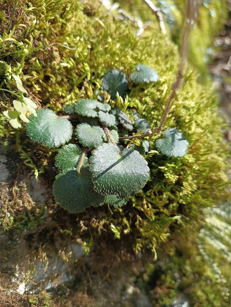 Saxifraga hirsuta subsp. hirsuta photo 2