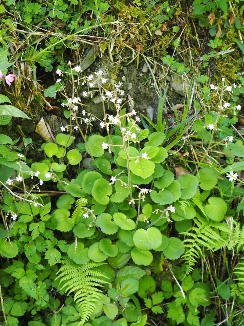 Saxifraga hirsuta subsp. hirsuta photo 3