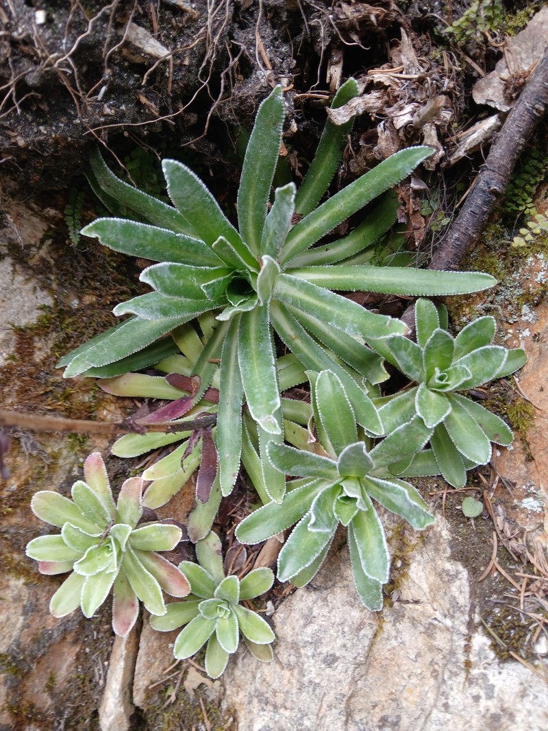 Saxifraga hostii subsp. hostii