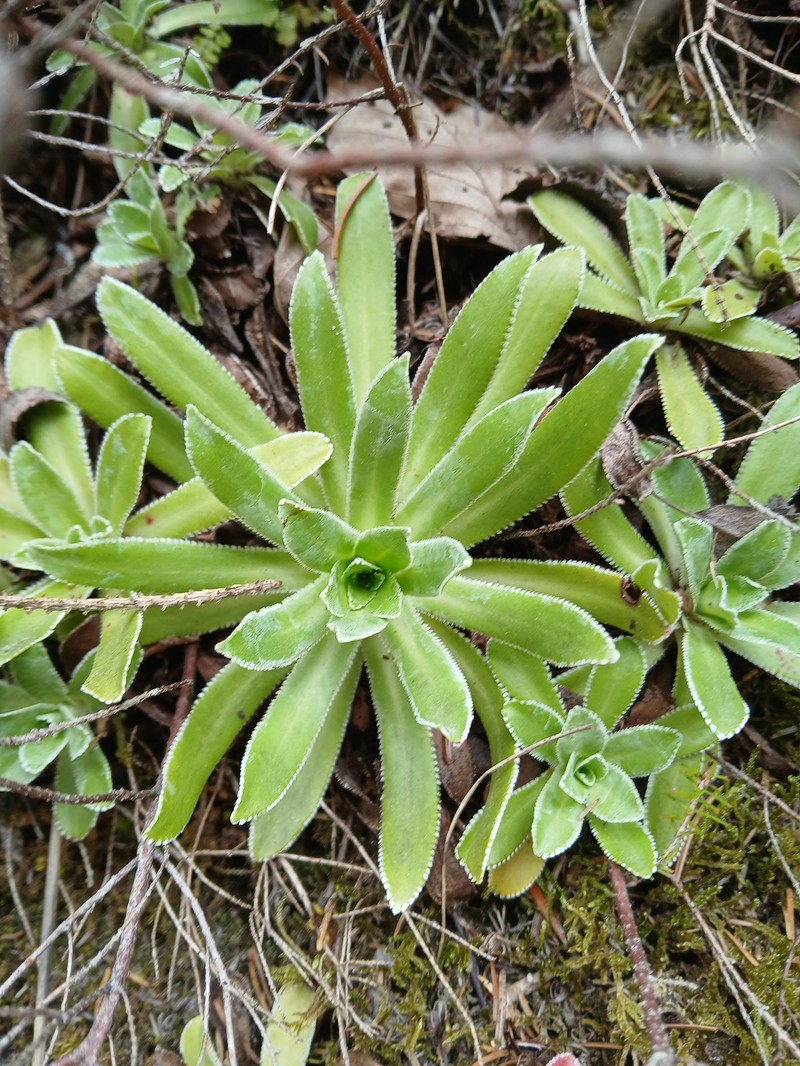 Saxifraga hostii subsp. hostii photo 2