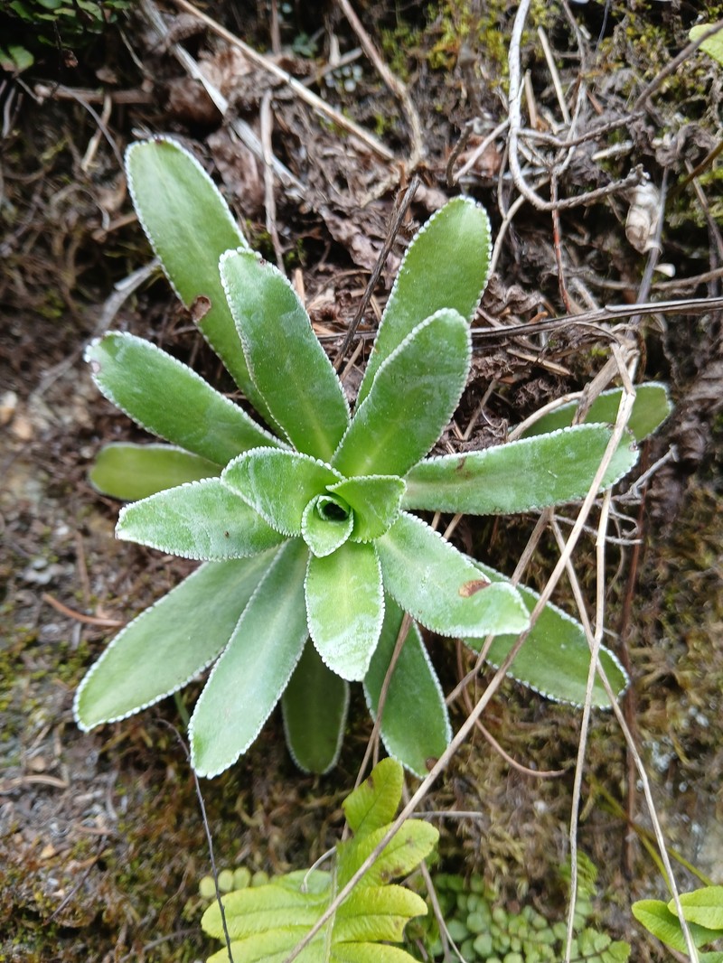 Saxifraga hostii subsp. hostii photo 3