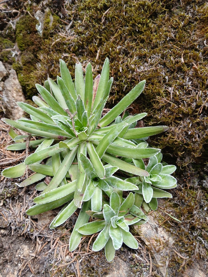 Saxifraga hostii subsp. hostii photo 4