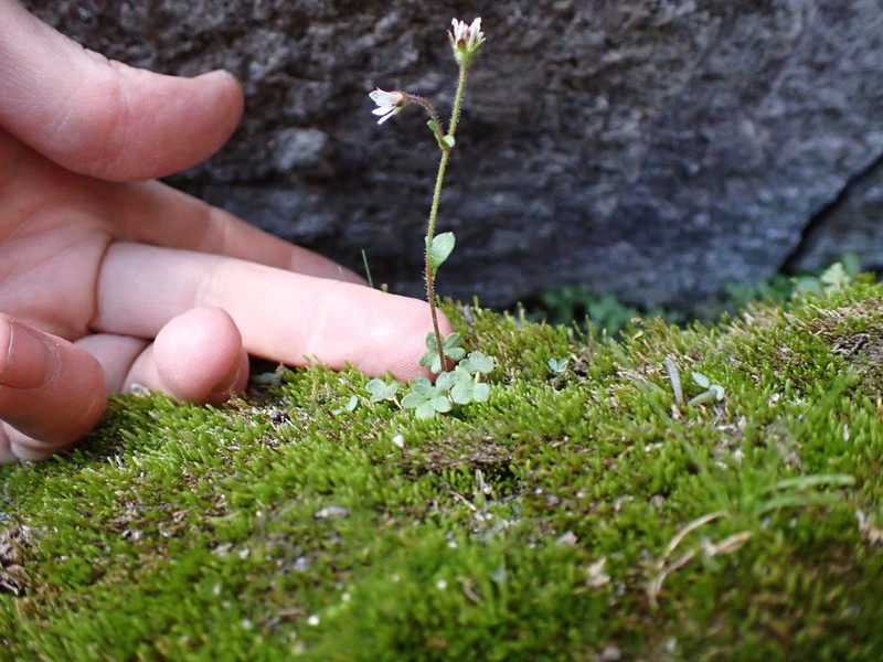 Pygmy Saxifrage photo 3
